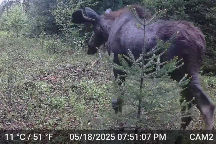Video: Why These New York Moose Are Growing ‘An Inch per Day'