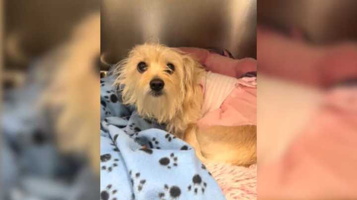 Florida Rescuers Felt Heartbroken For This Pup Who Was Surrendered To Shelter In A Pink Tutu Dress