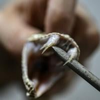 Man who let snakes bite him 200 times spurs new antivenom hope