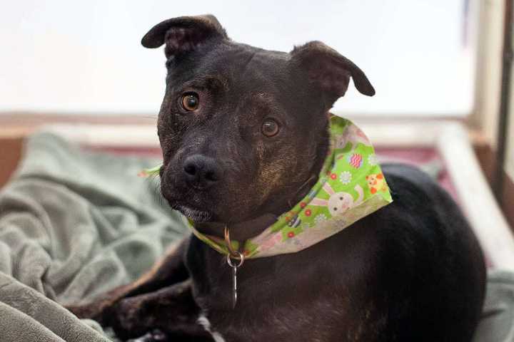 Dog Has Heartbreaking Reaction After He's Returned to the Shelter (Exclusive)