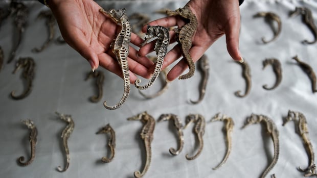 Millions of seahorses worth $29M smuggled illegally, study finds