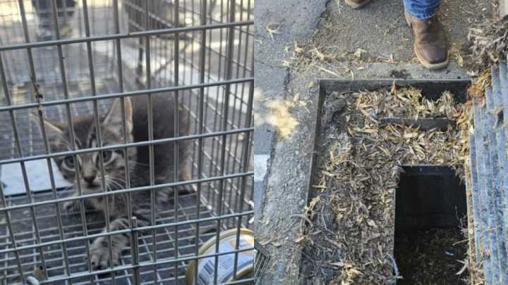 Crews rescue kitten from storm drain in Livermore