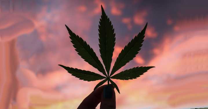 Cannabis tax revenue takes first quarter hit