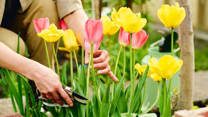7 easy to grow flowers to plant in June 