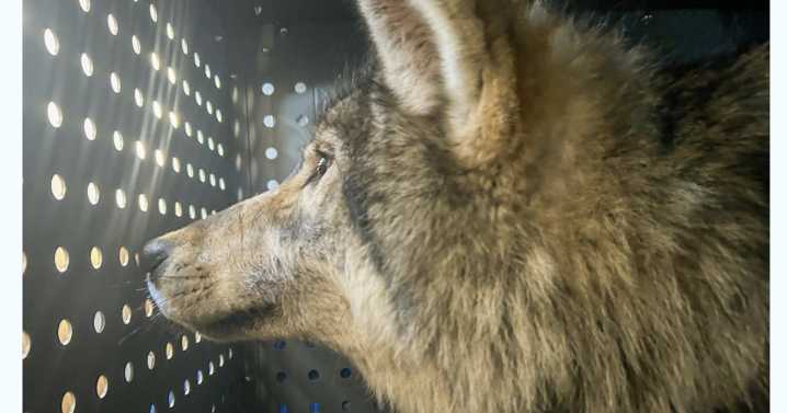 Colorado wolf compensation fund costs the state $658,000
