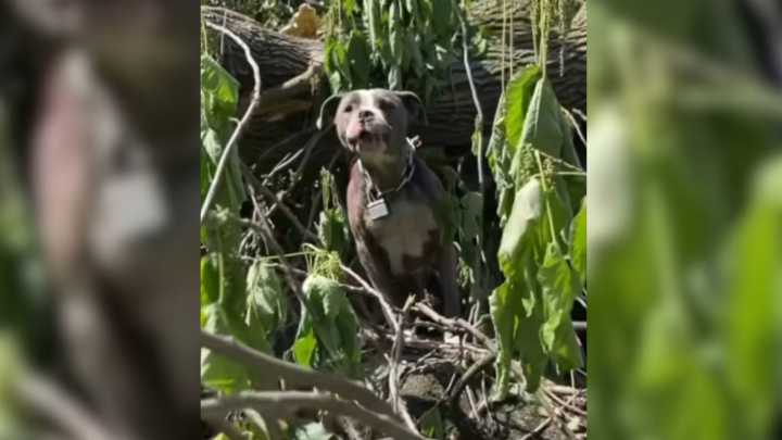 Missouri Rescuers Heard Cries Coming From Wreckage Left By The Tornado And Then Something Furry Emerged
