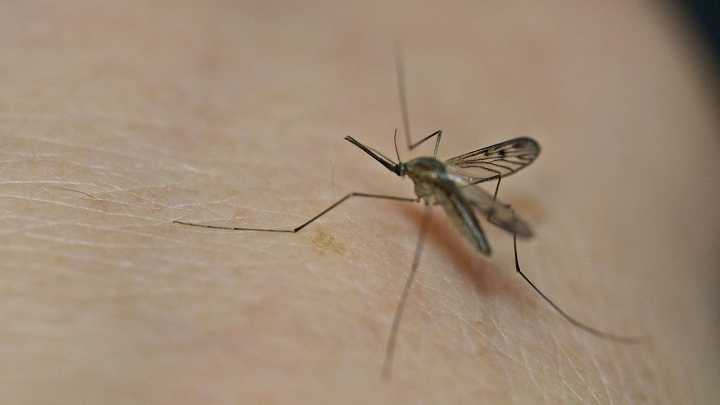 Here's what makes you a prime target for mosquitoes