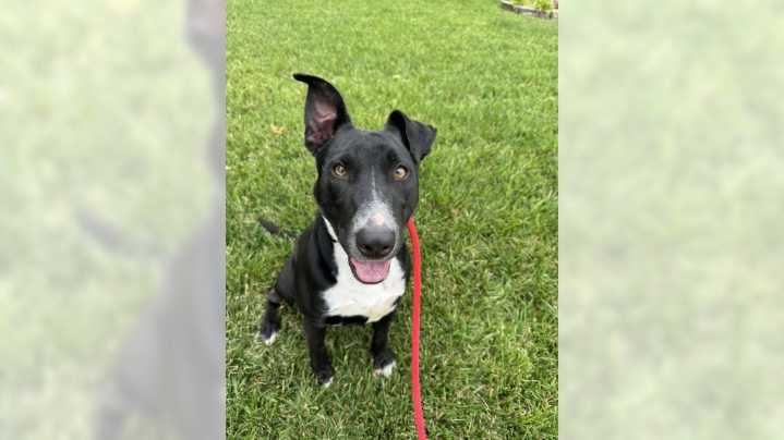 Help give Lab mix Murphy’s story a happy ending