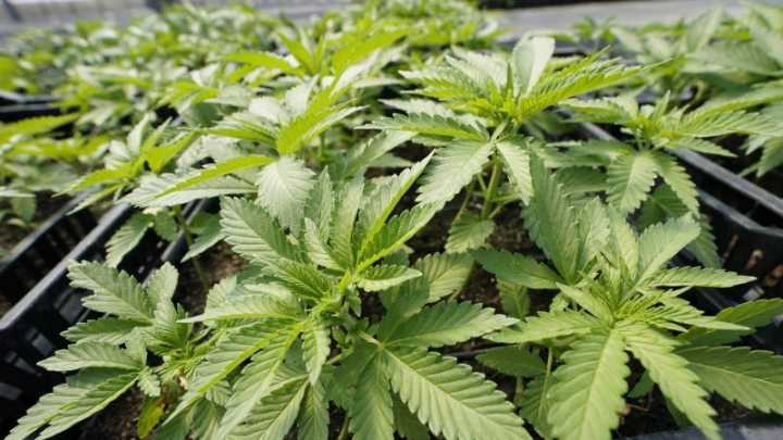 Thousands of pot plants, a ton of cannabis found near Anaheim school: DCC