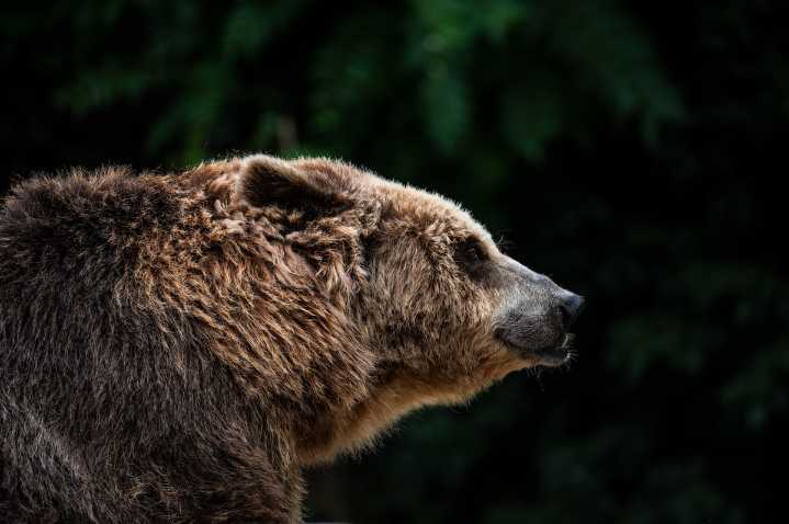 Cómo llevarse bien con los osos ‘grizzly’
