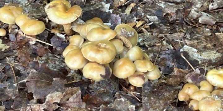 Deadly mushroom found at Fort Drum playground prompts words of caution