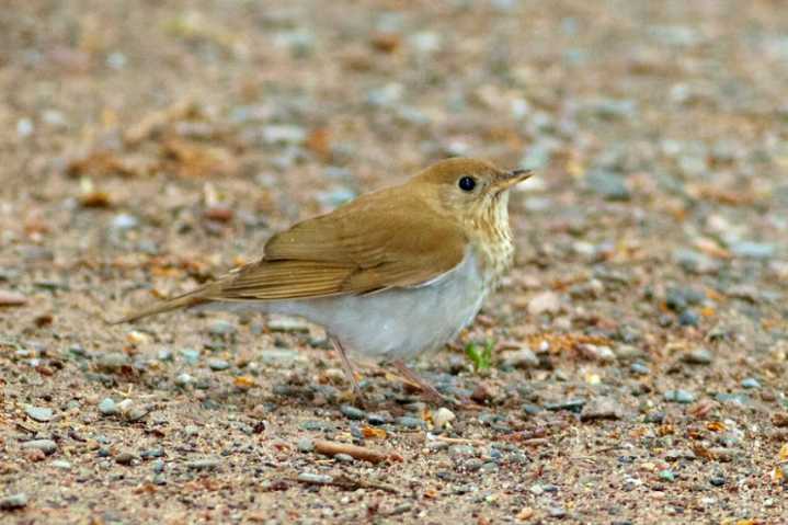 Northland Nature: Veeries sing, nest in forests of June
