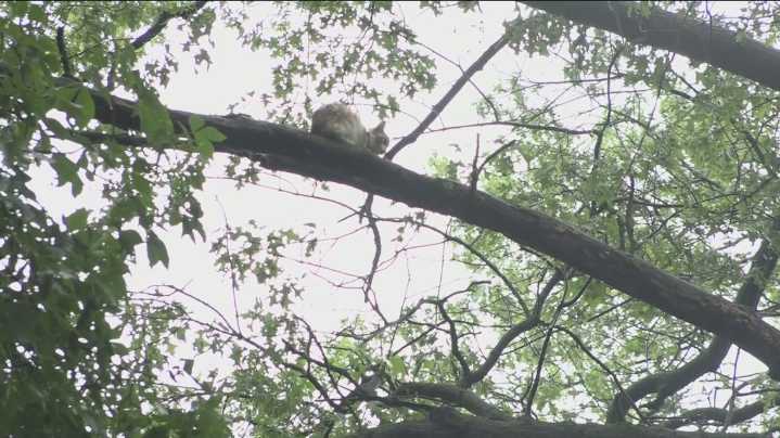 Cat stuck in Defiance tree for 6 days finally rescued