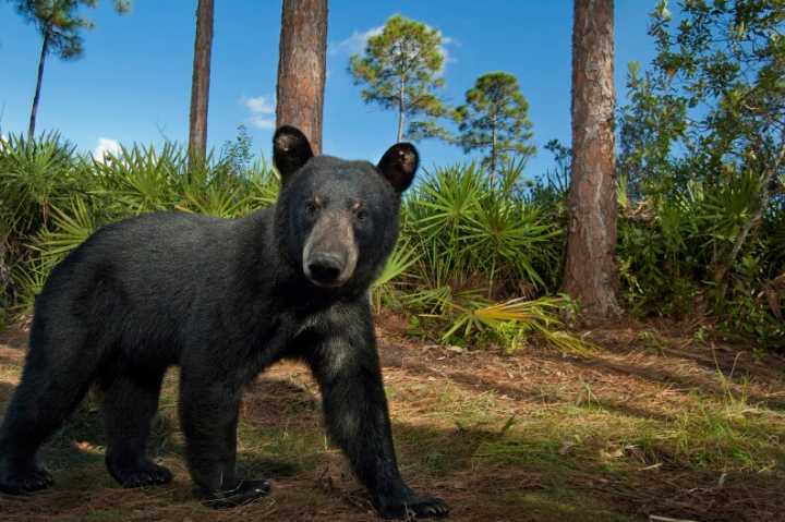Florida Fish and Wildlife shares tips to avoid Florida black bears