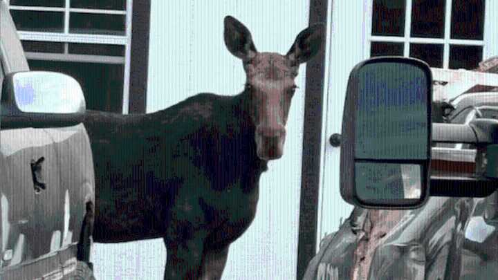Young moose safely relocated after wandering through Heber City neighborhood