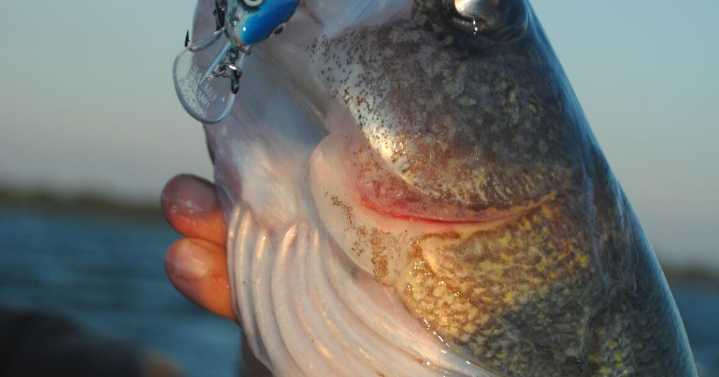 BOB JENSEN: Trolling is a great way to present bait to fish