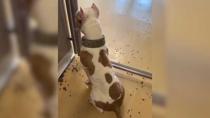 Dog Scheduled For Euthanasia In Texas Shelter Watched Her Friends Leave, But Then Something Miraculous Happened