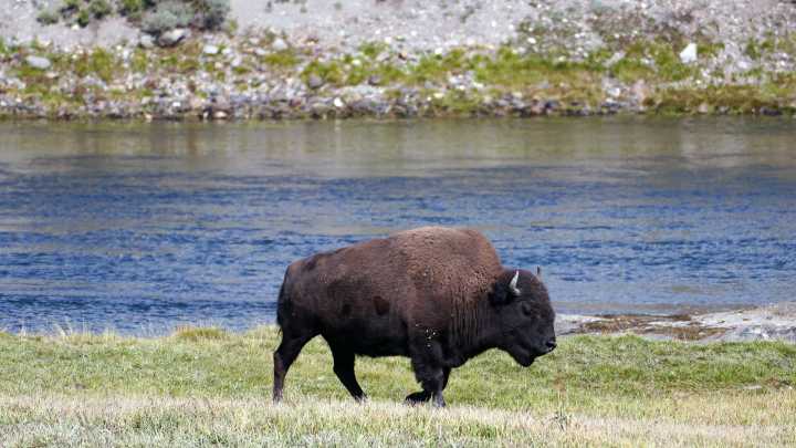 Man gored by bison in Yellowstone National Park, 2nd incident in 2025