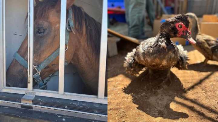 Animals being treated for malnutrition, injuries after being seized from Surprise property