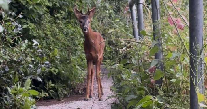 Delight as 'Bambi' baby deer spotted behind Manchester city centre nightclub