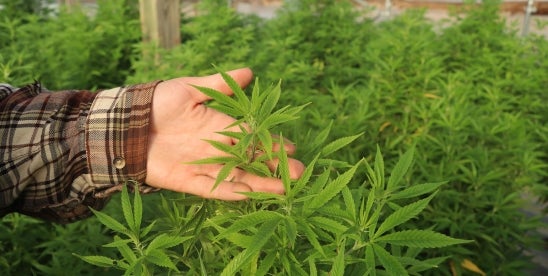 No Man Is an Island: The Great Cannabis Debate
