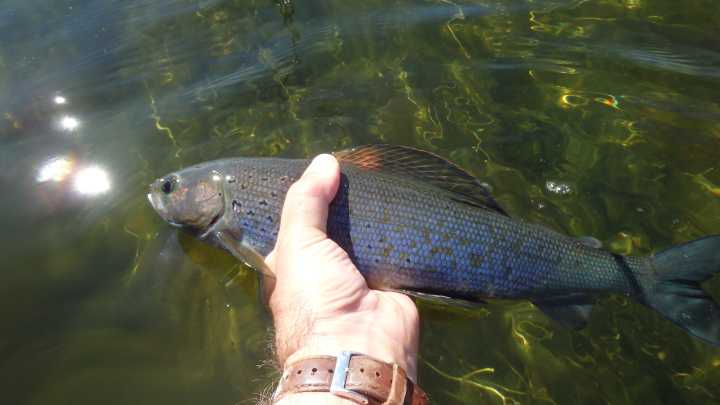 Michigan Arctic grayling stocking moves forward. What's next for fish