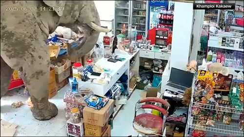 Elephant caught on camera taking snacks from convenience store