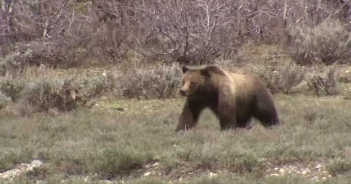 Grizzly bear shot and killed after charging Condon landowner