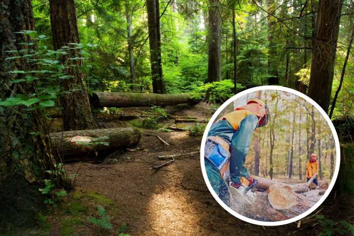 Logging Debate Heats Up in Finger Lakes National Forest