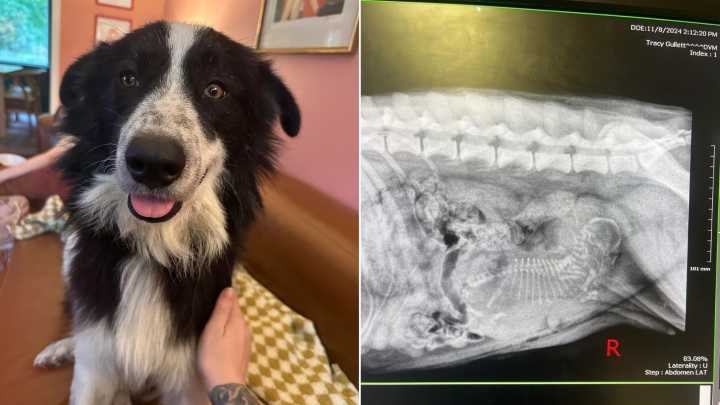 Woman From Tennessee Adopts Shelter Dog, Then Realizes She Hides A Stunning Secret