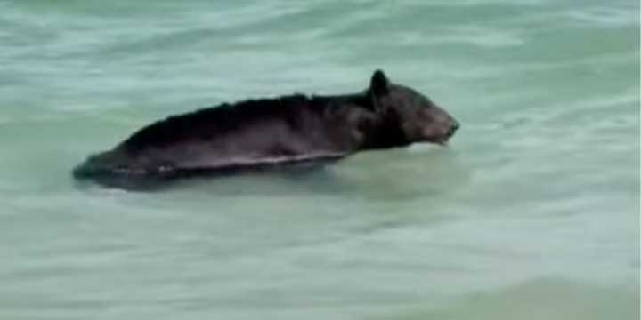 Florida bear takes a dip in the ocean, naps in beachfront condo