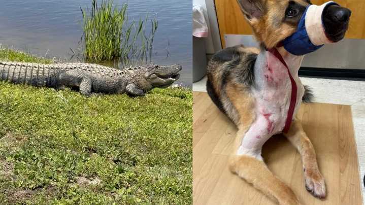 Dog survives alligator attack in Wesley Chapel, Fla.