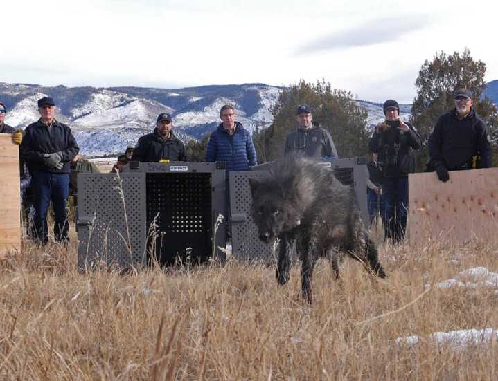 Survival rate of Colorado wolves falls below critical threshold
