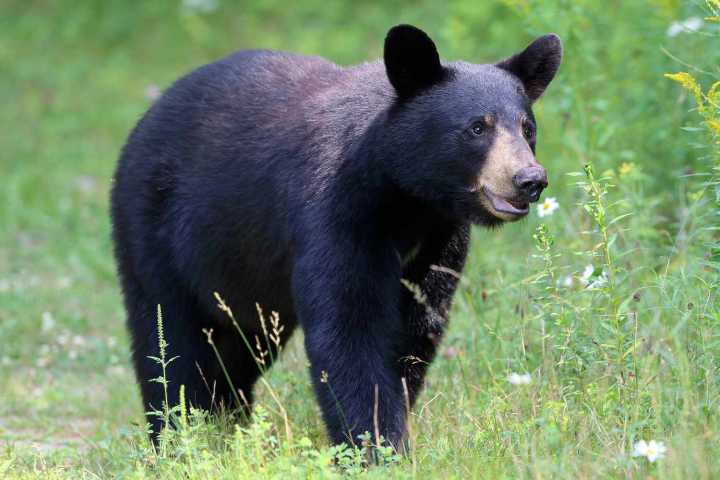 Bear Breaks Into Nursing Home Before Being Lured Out with Rice Krispie Treats