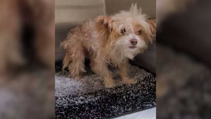 Dog Left At California High-Euthanasia Shelter Couldn't Move, And The Reason Was Heartbreaking