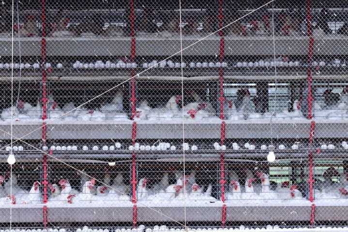 Brazil's poultry exports fell in May, hit by bird flu case