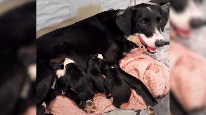 Kind Person Took In A Pregnant Dog From Oregon Shelter Shortly Before She Delivered 9 Puppies