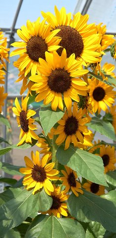 Plant sunflowers for a season of enjoyment
