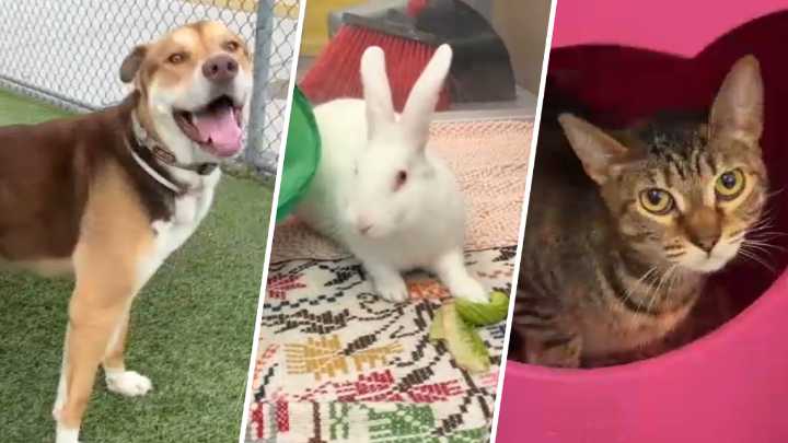 Looking for best friend? Bring an animal home free on California Adopt