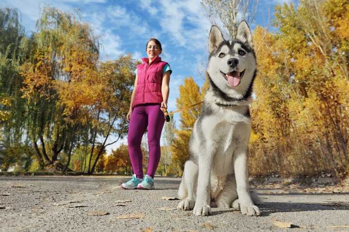 13 Sporty Dog Breeds That Match Your Active Energy