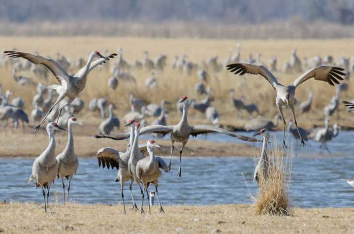 Flatwater Explains: Sandhill Cranes