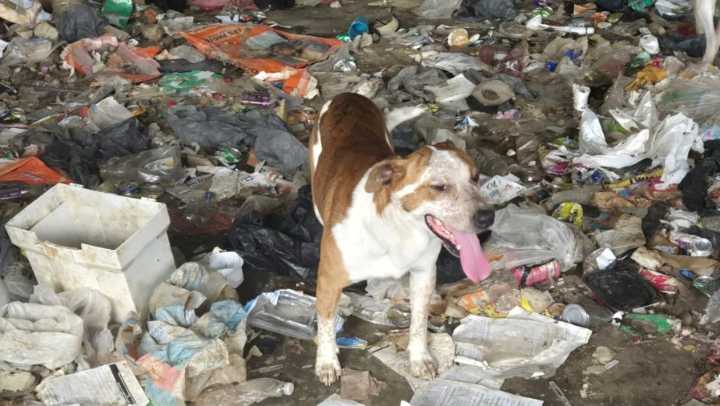 Ex-tenant charged after 16 dogs found in filthy conditions at Cocke County home
