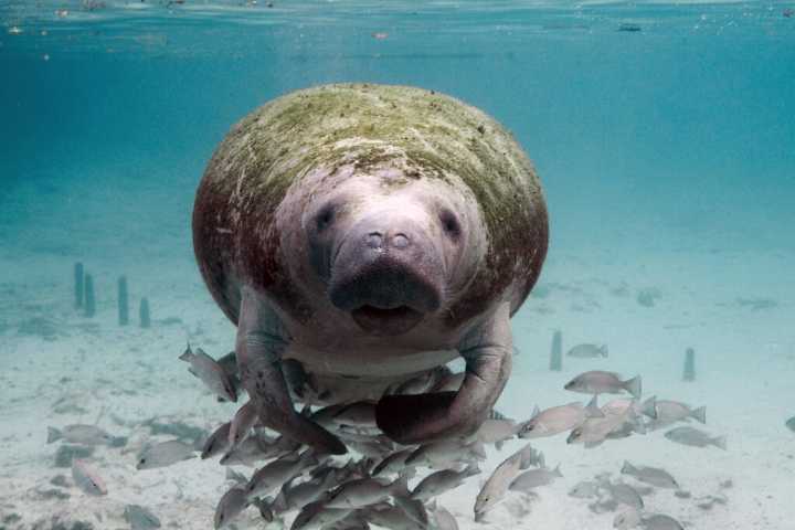 Trump Administration Faces Legal Action Over Federal Cuts’ Impact on Manatees