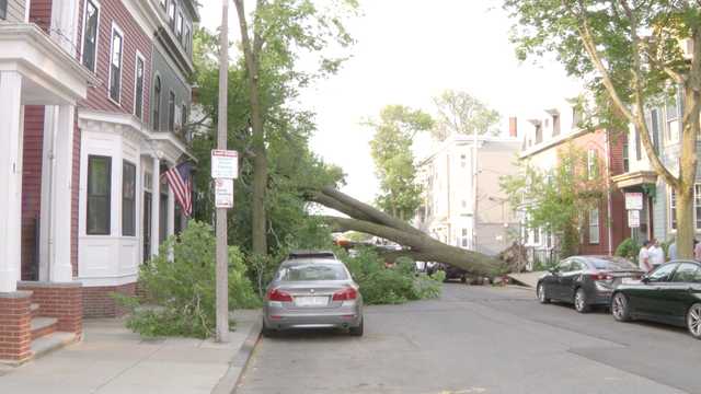 Massive tree falls on vehicles, building in South Boston