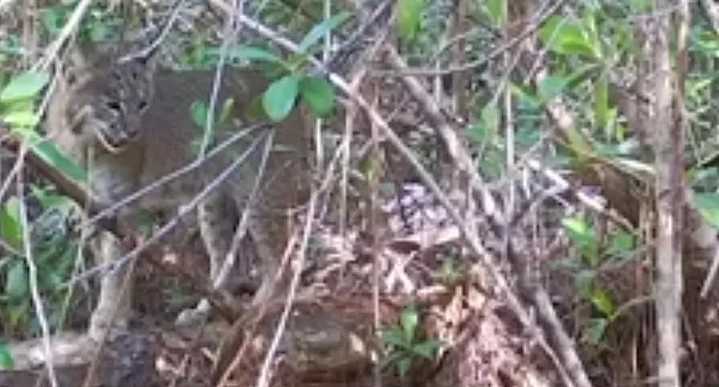 First Time An Invasive Python is Killed by Florida Bobcat–A Sign of Nature ‘Fighting Back’ Against the Snakes