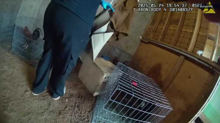 Bodycam footage shows deputies uncovering cockfighting operation