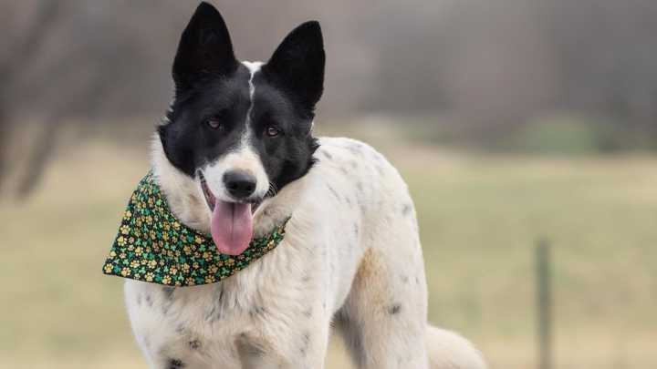 Pet of the Day: Julie