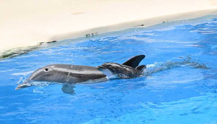 Bottlenose dolphin born at Brookfield Zoo Chicago, the zoo's first dolphin birth since 2014