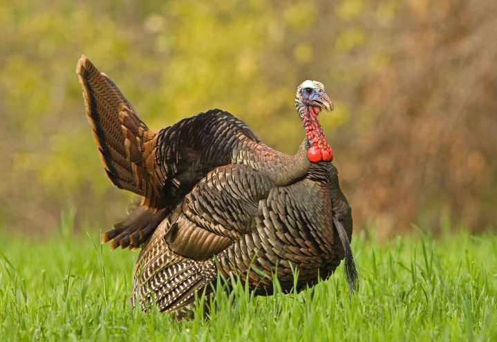 Mississippi Launches First-Ever Wild Turkey Stamp with Artist Contest