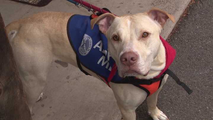 Adoption day for furry friends in Luzerne County draws over 100 attendees